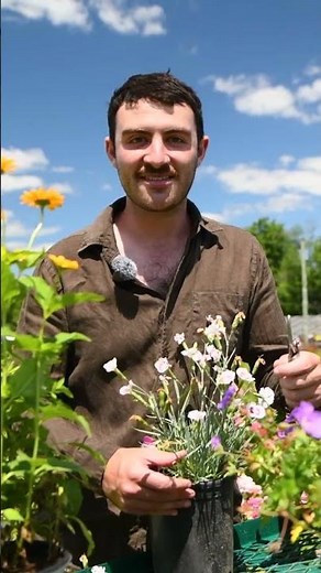 How to Deadhead Dianthus - June Pruning Tips