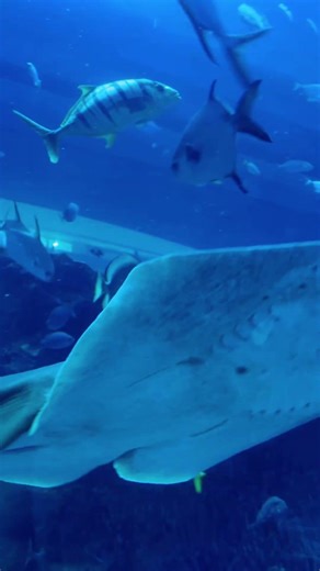 Dubai Aquarium #dubai #lifeisbutadream #dubai2026 #travel #fish #calm