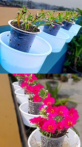 Best way to grow portulaca plant at home || Easy method for gardening //#highlights #short #reels | Rana Craft