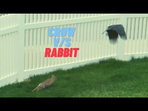 Crow Steals Baby Rabbit 1:34