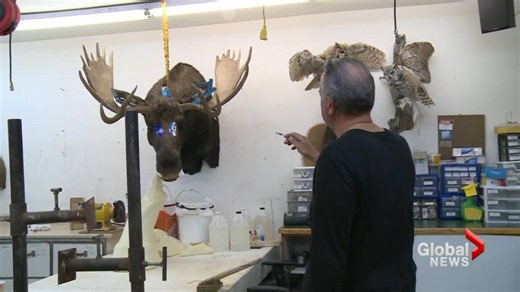Taxidermy in southern Alberta seeing continued interest