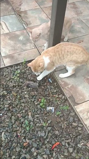 Farm cats killing rats