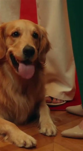 196 Gift for Max #dogs #humor #funny