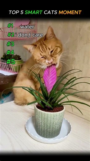 Top 5 Smartest Cats Ever (IQ 1000 😹) #shorts