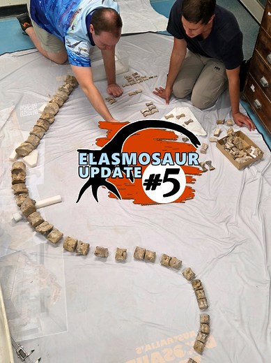 Maria: New Species or Juvenile Eromangasaurus?