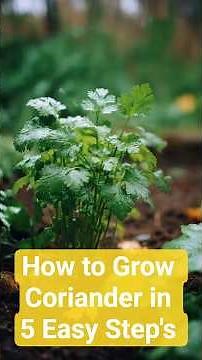 How to Plant a Coriander herb at Home kitchen