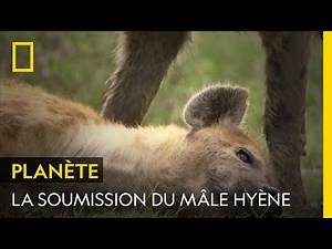 Cette hyène mâle parvient enfin à s'accoupler avec la femelle qu'il convoite