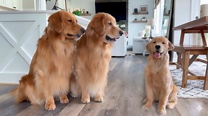 Introducing the Puppy to the Pack