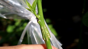 89K views · 4.9K reactions | wow...  you must watch this grafting method | Grafting Examples | Facebook