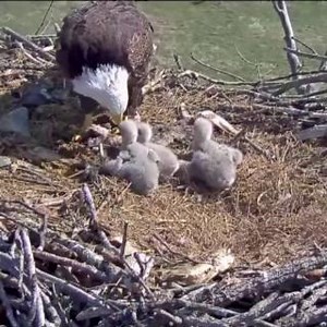NCTC Bald Eagles Nest Check-In. The eagles have landed, we repeat, the eagles have landed... and hatched. Last time we checked in on the bald eagle nest at the National Conservation Training Center, there were three eggs. Fast forward to now, and we’ve got three very hungry, very fluffy chicks. This dedicated parent is doing the hard work of tearing up breakfast into bite-sized pieces and feeding them to the eaglets. Want to follow the drama? The tantrums? The naps? Check out the live cam on the