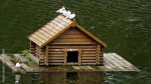 Wooden house for birds on artificial floating island on city pond. The black-headed gull (Chroicocephalus ridibundus) is small gull that breeds in much of the Palearctic, genus Larus.