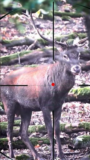 Red Deer Hunting | Caccia al cervo rosso | Jacht op edelherten