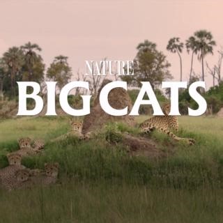 Follow the saga of three big cat families in "Big Cats, Small World," premiering Wednesday, January 22 at 8/7c on PBS. | Nature | PBS