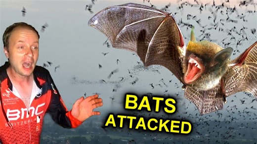 Bats Attack Exploring a Dangerous Cave for Mumiyo Shilajit