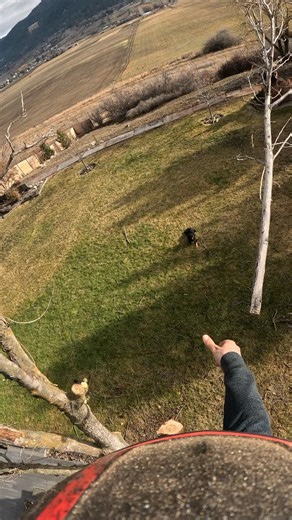 Sun Ryz Tree Works Inc on Instagram: "Flopping tops with Bear. #dog #treedog #beast #top #cute"