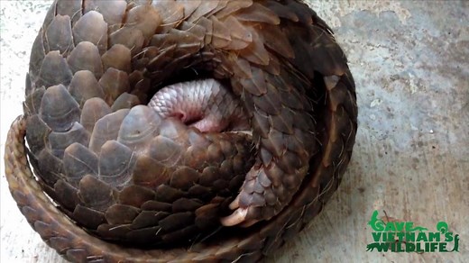 Another Miracle! One of the 61 rescued pangolins was pregnant before coming to us. We had no idea about that until the day Hung - our head keeper - open the door to do the daily heath check on quarantine number 19. He found a miracle! A new-born baby pangolin covered by its mother. As most of you may know, pangolins are nearly impossible to breed and baby pangolins have very low surviving rate in captivity. Therefore, the baby and mother are our treasure, currently in best care available. To thi