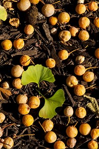 After years of development, Susquehanna University is thrilled to launch our ginkgo berry scent collection! We've captured Susquehanna's unmistakable fall fragrance in candles, car fresheners and scratch-and-sniff stickers. 🕯️🧡 Get yours ➡️ https://bit.ly/42hUHSQ #SusquehannaUniversity #ThisIsSusquehanna | Susquehanna University