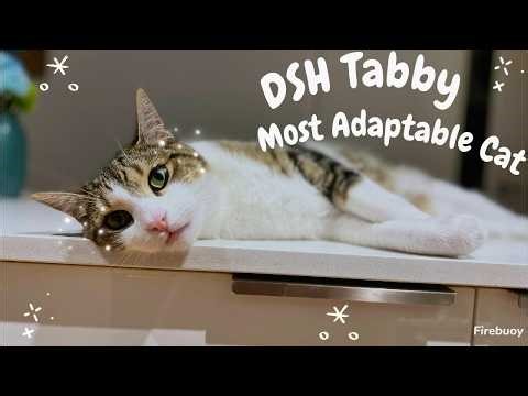 Domestic Short Hair (DSH) Tabby - Most Adaptable Cat