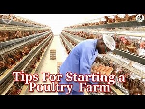 Tips for Starting a Poultry farm and Business Before Quiting your job / Chicken rearing in Kenya