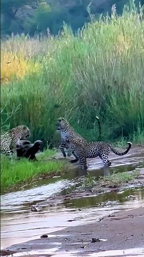 Brave Prey Fight Powerful Predators Wild