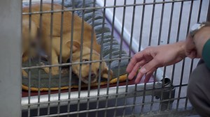 121K views · 369 reactions | Sneak Peek at Kiddo’s shelter rescue. Is he the sweetest dog … ever? Watch Kiddo's story of shelter dog to family dog, tomorrow on Lucky Dog! Check your local CBS station. | Lucky Dog | Facebook