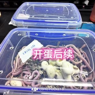 玉米蛇开蛋后续来啦 #爬宠繁殖 #蛇蛋孵化 #玉米蛇繁殖