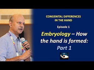 Congenital hand differences: Episode 1 - Embryology - How the hand is formed - Part 1