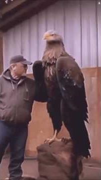 Biggest Eagles by Wingspan & Weight!