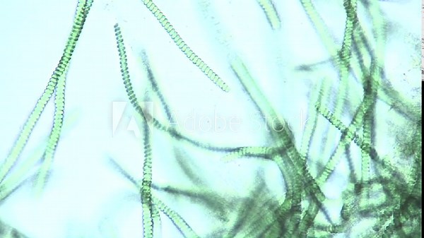 Microscopic view of Spirulina sp. blue green algae as they rotate and move their cellular chains, species of cyanobacteria blue green algae.
