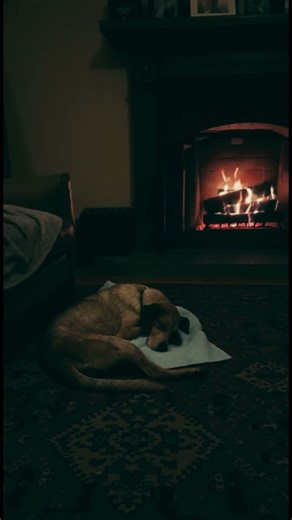 🔗🐕 Chained for 5 Years… Until One Man Said “Enough” 💔➡️❤️