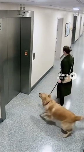 Golden Retriever Pulls Woman from Exploding Elevator – Shocking Footage