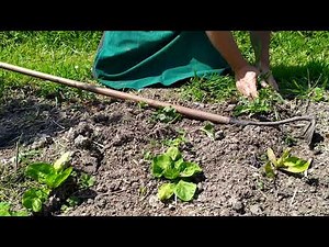 Comment désherber au potager , sans rien faire, sans produit chimique. La technique du faux semis.