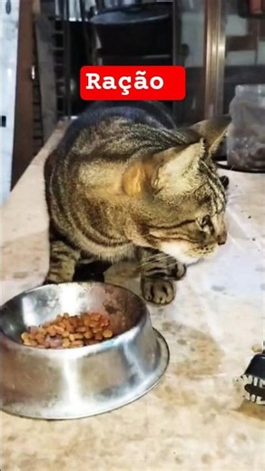 Coloquei ração ( Comida ) para os Gatos 🐱 #cat #pets