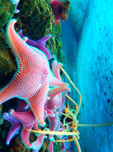 Sea Spider: Survival Tactics on Thin Ice