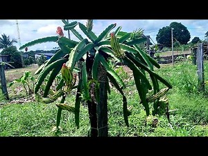 Pitaya Royal Red PRODUTIVA