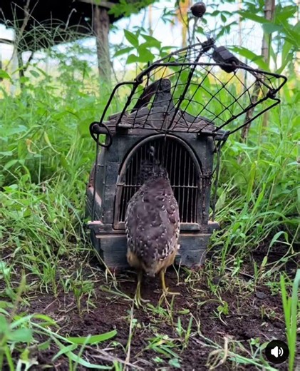 លប់ក្រួចសេរីចាស់#spotteddove #birds #hunter #hunting #wildlife #animals #pigeon #pigeonlover