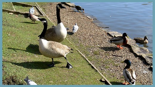 EYFS. Listening skills - 5: Animals and habitats