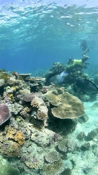 15K views · 404 reactions | Surveying with big fish friends. One...