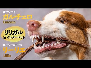 リリガル in インターペット！【ボーダーコリーのリーリエ】