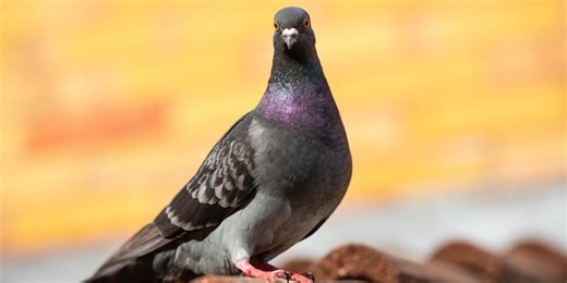 Help! A pigeon pooped on my backpack – here’s how I removed every trace