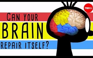 【Ted-ED】你的大脑能自我修复吗 Could Your Brain Repair Itself