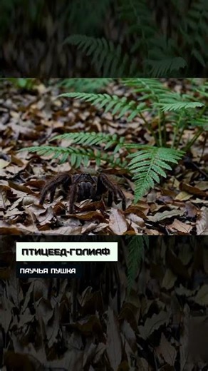 Goliath Bird Eater. Spider Cannon.