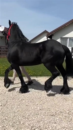 Beautiful Horse #horse #horses #stallion