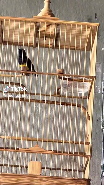 3 cách tắm cho chim hút mật đơn giản