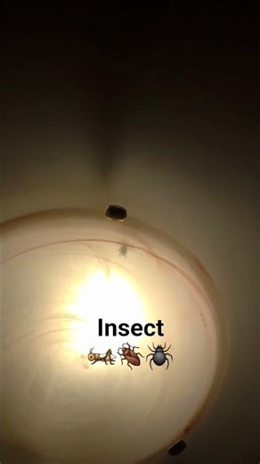 The Incredibly Weird World Inside a Light Bulb