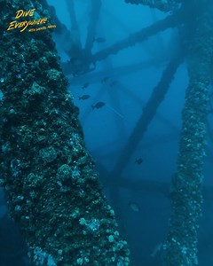 Giant amberjack tries to eat my snapper in the USA | Daniel Mann - Dive Everywhere