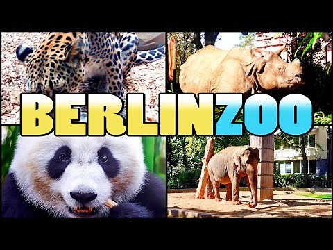ZOO BERLIN - Zoologischer Garten Berlin - Germany (4k)