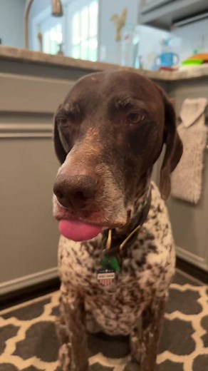 Squirrel Pretends to be Dead | Wyatt the GSP