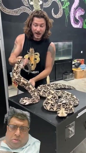 name the venomous snake with the largest fangs in the snake world !