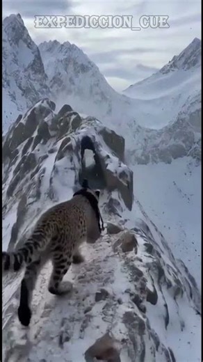 Unbelievable POV: The Hidden Sanctuary 🐆